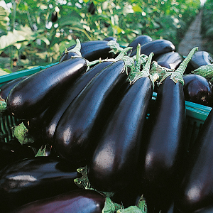 AUBERGINE FLAVINE HYB F1