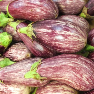 AUBERGINE FABINA HYB F1