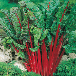 POIREE RHUBARB CHARD