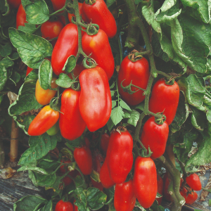 TOMATE SAN MARZANO 2 - BIO