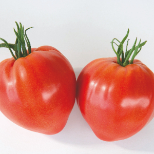 TOMATE CAURALINA HYB F1 - BIO