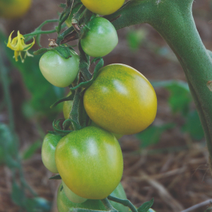 TOMATE GREEN GRAPPE - BIO