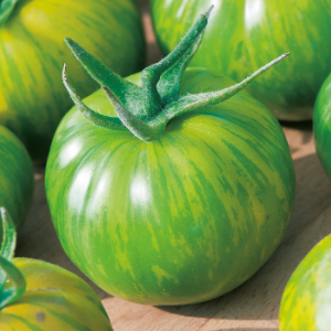 TOMATE GREEN ZEBRA - BIO