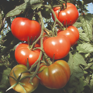 TOMATE ROSE DE BERNE - BIO